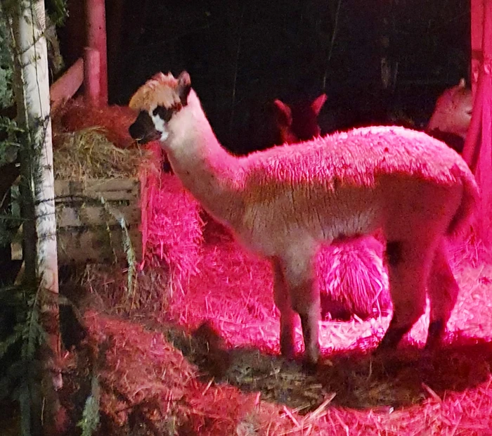 Lama im Stall Christkindlmarkt im Chiemgau