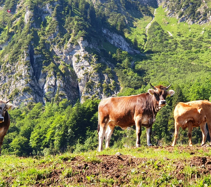 3 Kühe stehen auf der Alm vom Hochfelln