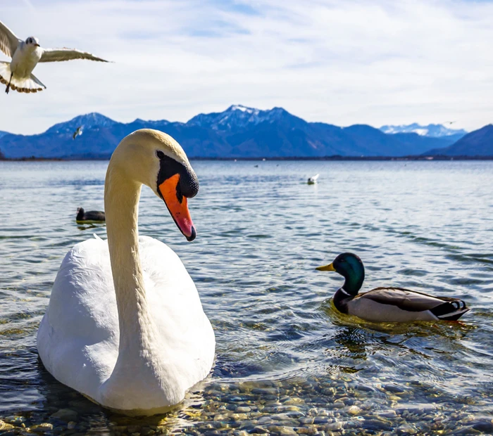 Am Strand Seebruck am Chiemsee sind 1 Schwan, 1 Ente und 1 Möwe.