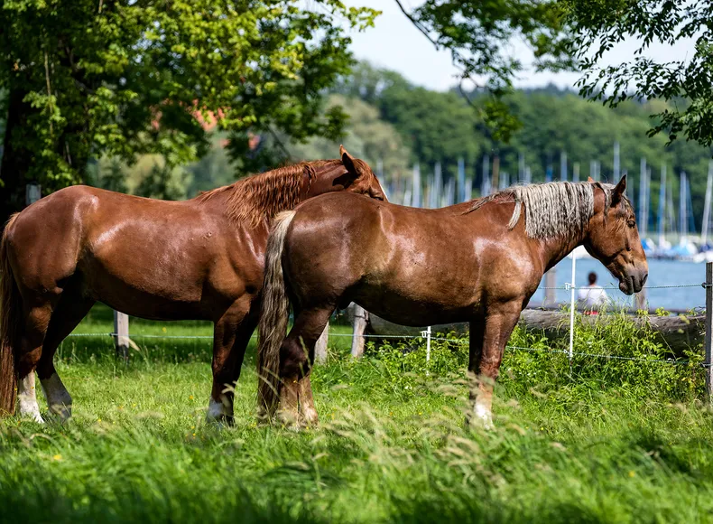 Pferde auf der Fraueninsel am Chiemsee
