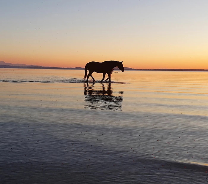 Abendstimmung - Pferd im Chiemsee