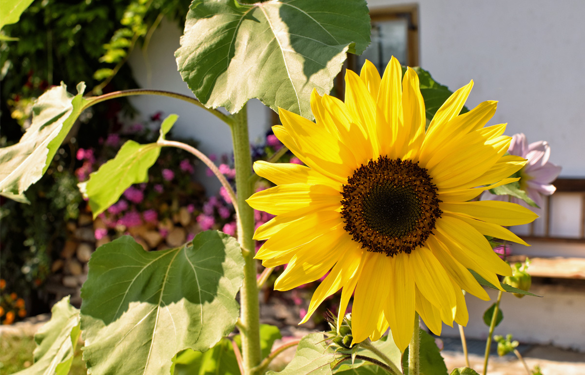 Eine Sonnenblume vor einem Bauernhaus am Chiemsee