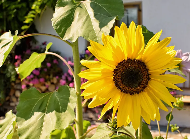 Eine Sonnenblume vor einem Bauernhaus am Chiemsee
