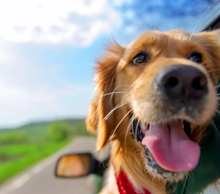 Urlaub mit Hund am Chiemsee
