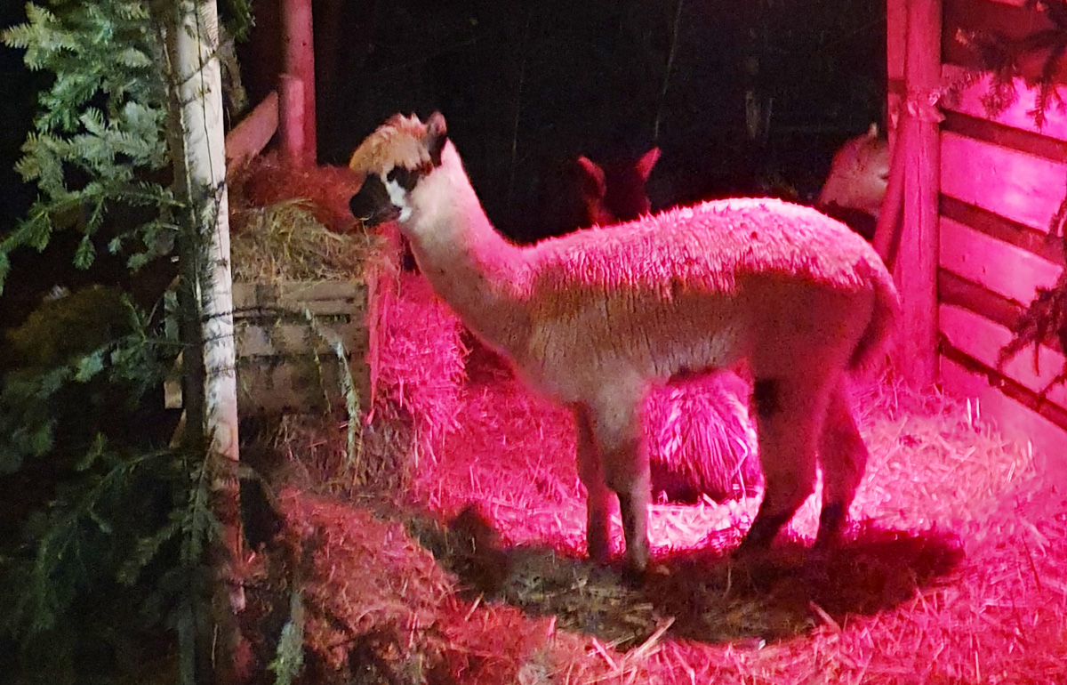 Waldweihnacht in Halsbach - Lama im Stroh