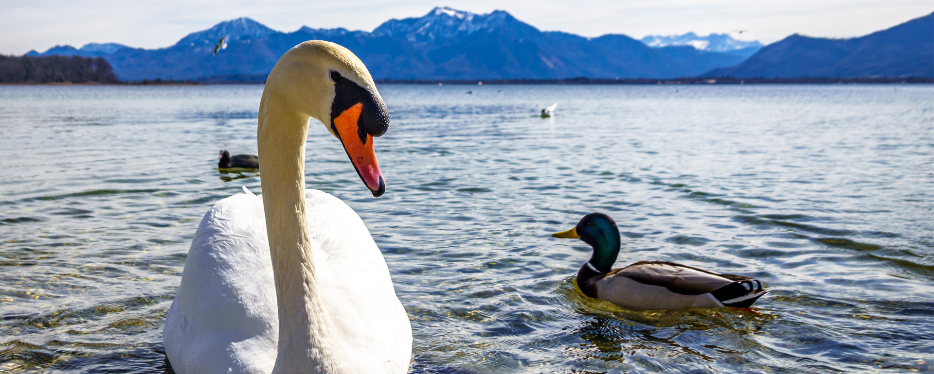 Schwan, Enten und andere Wilfvögel auf dem Chiemsee.