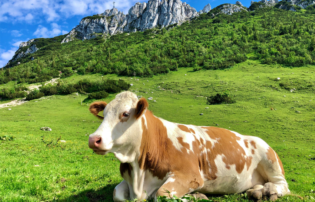 Frasdorf im Chiemgau Bannerbild