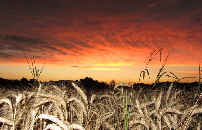 Zu sehen ist ein Sonnenuntergang im Getreidefeld am Chiemsee.